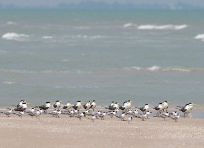 Great-crested Tern