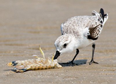 Sanderling