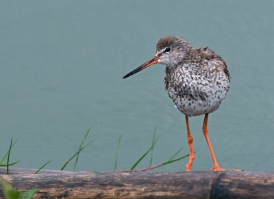 Redshank