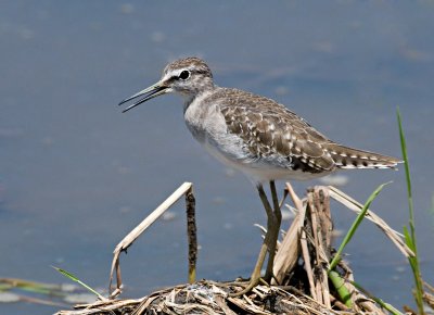 Wood Sandpiper