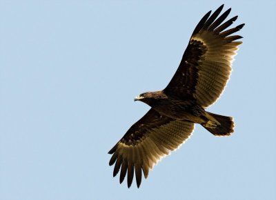Great-spotted Eagle