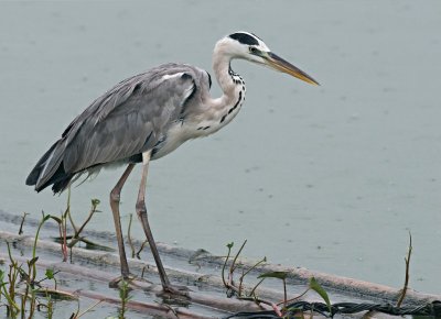 Grey Heron