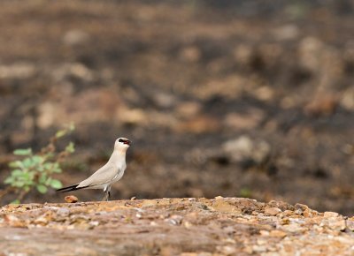 Small Pratincole