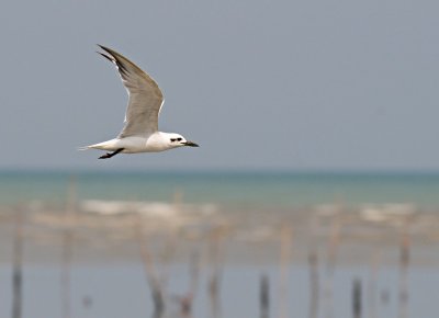 Gull-billed Tern
