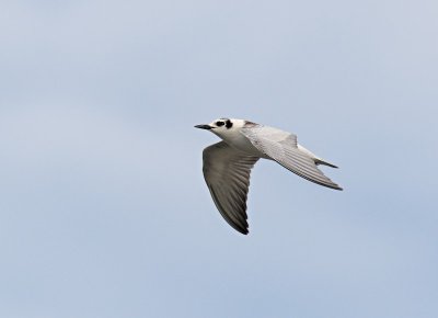 White-winged Tern