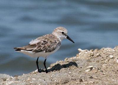 Red-necked Stint