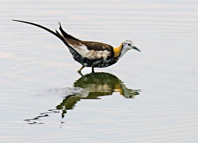 Phesant-tailed Jacana