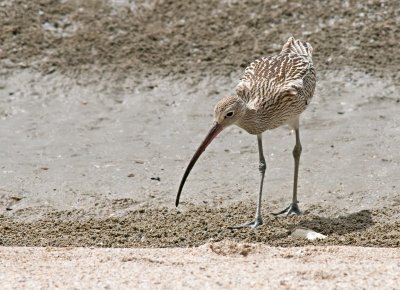 Eurasian Curlew