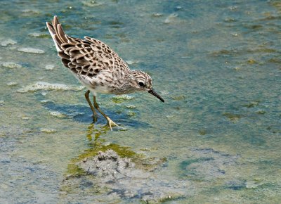 Long-toed Stint