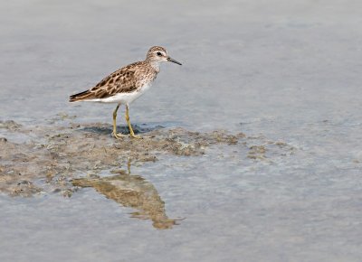 Long-toed Stint