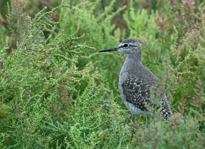 Wood Sandpiper