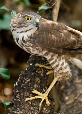 Crested Goshawk