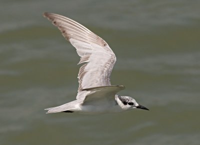 Whiskered Tern