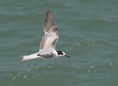 Common Tern