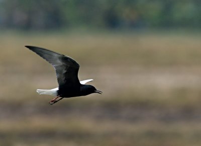 White-winged Tern