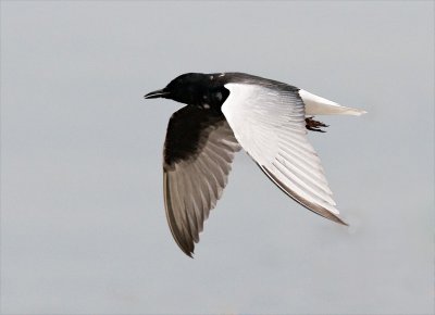 White-winged Tern