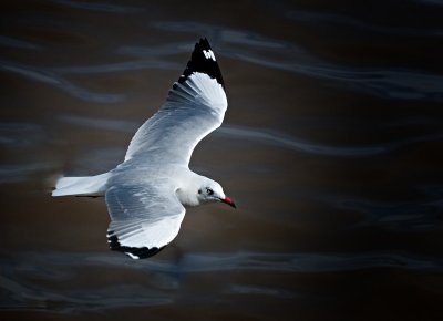 Brown-headed Gull