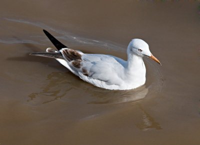 Slender-billed Gull