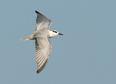 Whiskered Tern