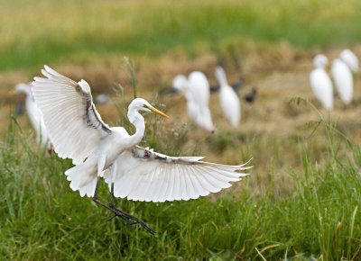 Great Egret