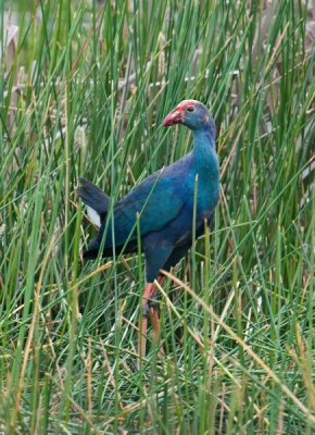 Purple Swamphen