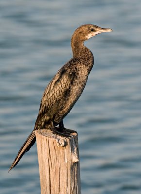 Little Cormorant