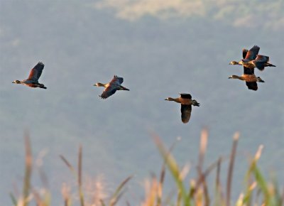 Lesser Whistling Duck