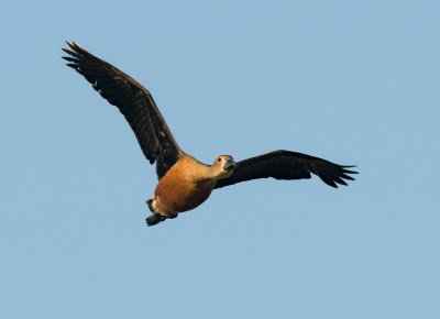 Lesser Whistling Duck