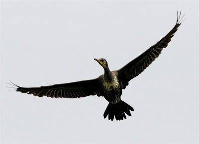 Indian Cormorant