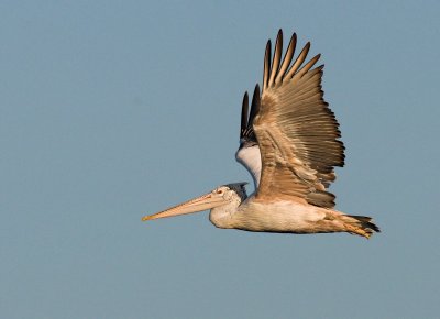 Spot-billed Pelican