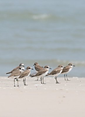 Lesser Sandplover