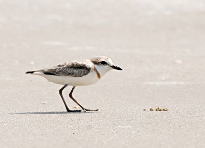 Malaysian Plover