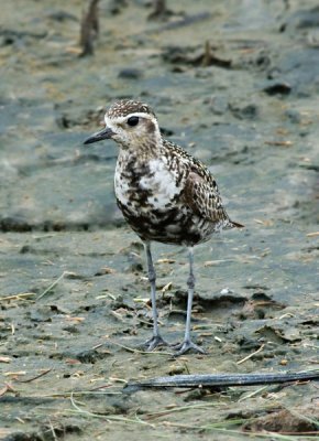 Pacific Goldrn Plover