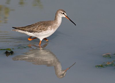 Spotted Redshank