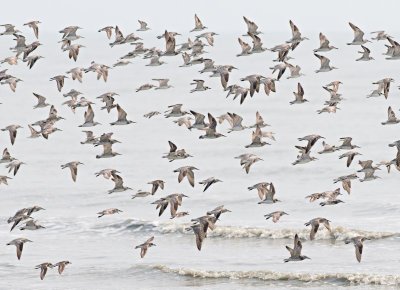 Great Knot