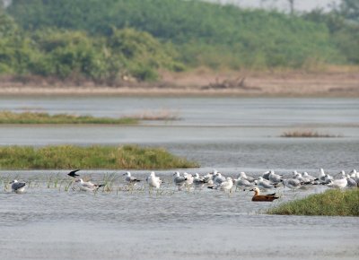 Ruddy Shelduck