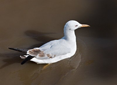 Slender-billed Gull