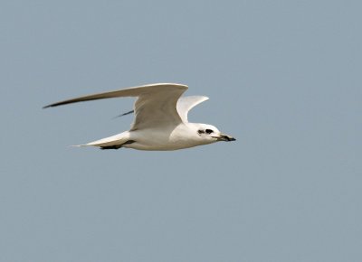 Gull-billed Tern