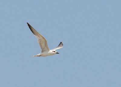 Gull-billed Tern