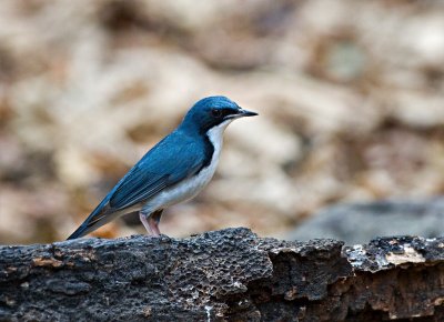 Siberian Blue Robin