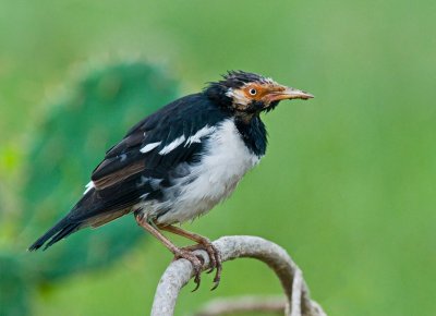 Asian Pied Starling