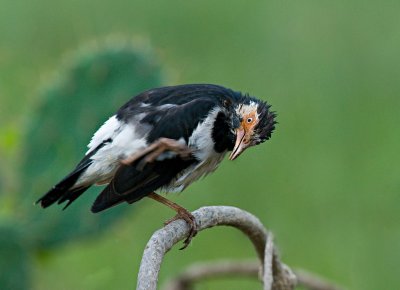 Asian Pied Starling