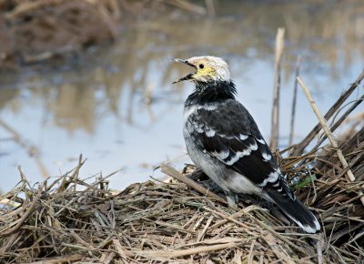 Black-collared Starling