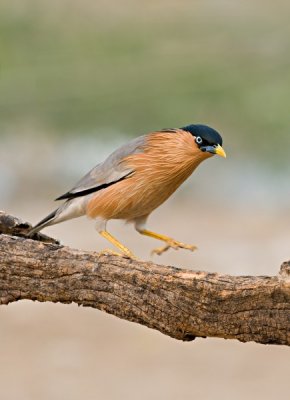 Mynas ; Starlings and Ashy Woodswallow