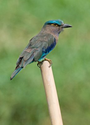 Indian Roller