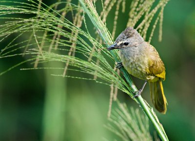 Flavecent Bulbul