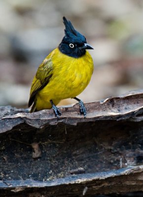 Black-crested Bulbul