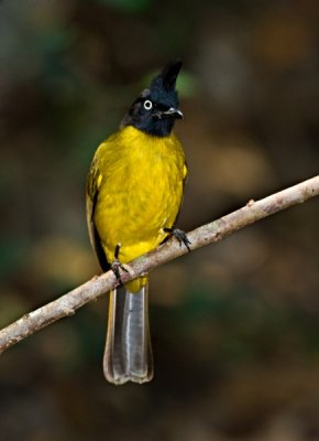 Black-crested Bulbul