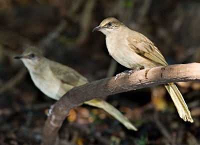 Streak-eared Bulbul