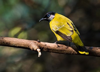 Black-headed Bulbul